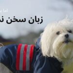 Parastoo Salehi Instagram - بی شک خدای بزرگ جهان را تنها برای انسان ها خلق نکرده است . . #پرستو_صالحی #پرستوصالحی #بازیگر #سینما #تئاتر #تلویزیون #بهارک_صالحنیا #محیط_زیست #حیوانات #سگ #عشق #ایران #parastoosalehi #parastoo_salehi @baharak_salehniya @persisfilms