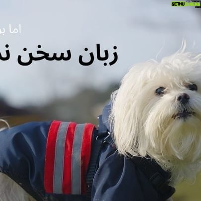 Parastoo Salehi Instagram - بی شک خدای بزرگ جهان را تنها برای انسان ها خلق نکرده است . . #پرستو_صالحی #پرستوصالحی #بازیگر #سینما #تئاتر #تلویزیون #بهارک_صالحنیا #محیط_زیست #حیوانات #سگ #عشق #ایران #parastoosalehi #parastoo_salehi @baharak_salehniya @persisfilms