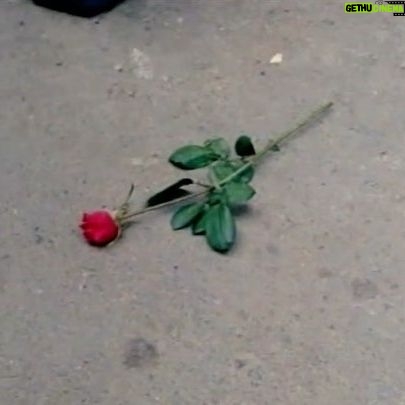 Parastoo Salehi Instagram - دروغ چرا امروز موقع بازپخش سریال هنگامه بعد از نوزده سال، گریه کردم خودمم یادم رفته بود قبلا چیکاره بودم اونهمه سال کار و زحمت انگار شده باد هوا ... هی از خودم پرسیدم کی مقصره؟ دیدم هیچکس، فقط خودم. زبان سرخ سر سبز می دهد بر باد !!! به خودم گفتم خب الان راضی هستی؟ چی درست شد!؟ گیریم که حرفاتم همیشه زدی، سکوتم نکردی، اوضاع فرقی کرد؟ مملکت آباد شد؟ یکی رفت یکی بدتر اومد و درد مردمم ذره ذره شد خروار ... عاقبت کله ای که باد داشت و همیشه بوی قرمه سبزی میداد، شد غربت. شایدم دارم خودمو گول میزنم که انتخاب خودمه و راضی ام. تهه همه ی این حرف ها دلم برای بازیگری تنگ شده برای دوربین، بوم صدا، آیینه گریم، چایی های راه به راه پشت صحنه و ... نزدیک شصت تا سریال و فیلم تلویزیونی و سینمایی بازی کردم که حتی خودمم خیلی هاشونو یادم نیست چه برسه به یاد مردم ... واقعا وقتی حال من کمترین امروز با دیدن یک کار قدیمیم اینه، حال فردین و ناصر ملک مطیعی و رضا بیک ایمانوردی و بهروز وثوقی و پوری بنایی و فروزان و بهمن مفید و وحدت و مرتضی عقیلی و ... حال اونا چجوری بوده وقتی تو اوج، درست تو نقطه ی اوج پرواز بال هاشونو قیچی کردن !؟ لعنت به این بغض 😭😭😭 میگن آه مظلوم میگیره چرا سیاستمداران ما روز به روز گردنشون کلفت تر میشه پس!؟ خیلی ها میگن تقاص تو این دنیاست خدایا میشه تقاص پس دادن باعث و بانی های همه اینارو من ببینم و بمیرم 🙏🏻🙏🏻🙏🏻🙏🏻🙏🏻 . . #پرستو_صالحی #پرستو_صالحی #بازیگر #سینما #تلویزیون #تئاتر #parastoo_salehi #parastoo_salehi