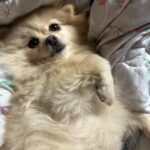 Park Ju-hyun Instagram - 복떵이랑 연휴 🐶