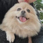 Park Ju-hyun Instagram - 복떵이랑 연휴 🐶
