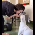 Patrícia dos Reis Instagram - 🥞 ☕️ 🐶🐶= ❤️