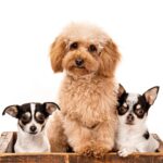 Paula Abdul Instagram - 3 furry things I’m thankful for this year: Nemo, Penny and Batman ♥️🐶🐾