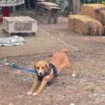 Paula Bolatti Instagram - Caramel en adopción 🐶❤️ . Ahora me encuentro en la zona de Colbún hasta el 5 de enero. Familia interesada, enviar mensaje a Pauli. Los amo 🫶🏻🐶