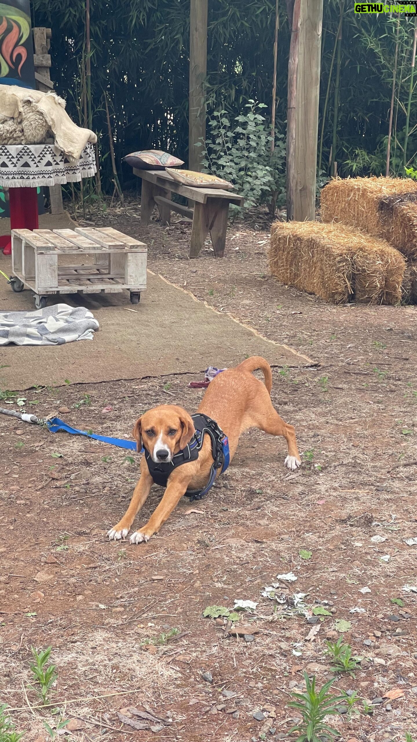 Paula Bolatti Instagram - Caramel en adopci贸n 馃惗鉂わ笍 . Ahora me encuentro en la zona de Colb煤n hasta el 5 de enero. Familia interesada, enviar mensaje a Pauli. Los amo 馃馃徎馃惗