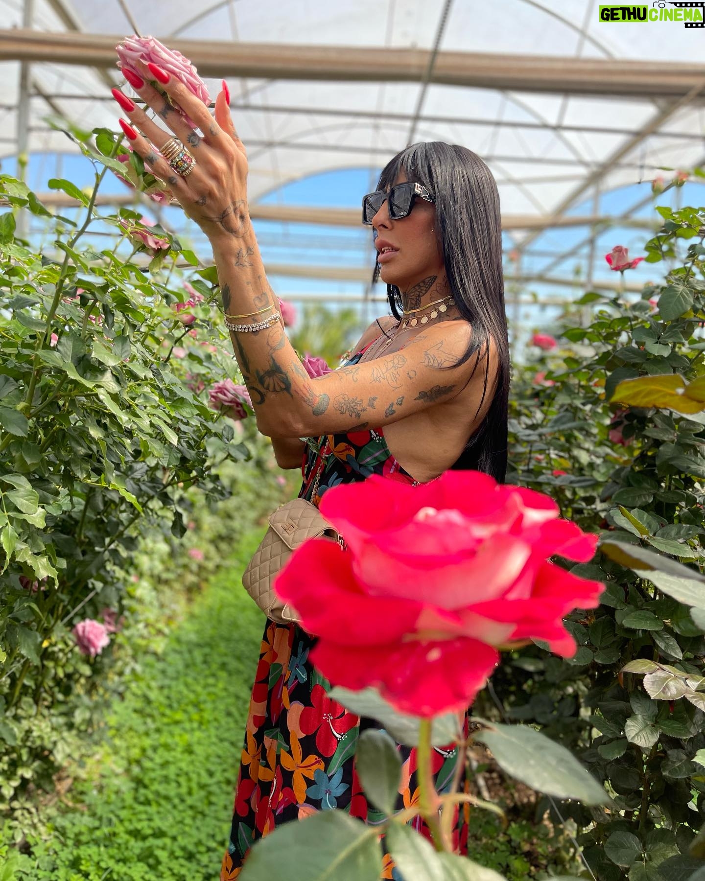 Pepita Instagram - A Serena está diferente né? Kk. Eu acho que todos os momentos você pode ser como a rosa mais linda do jardim, só não pode esquecer que apesar de suas pétalas serem aparentemente frágeis e delicadas você também tem espinhos e é muito mais forte do que pensa. Acredite em você sempre. ❤️❤️❤️✨