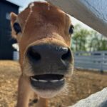 Peyton Elizabeth Lee Instagram - Happy little farm, happy little life