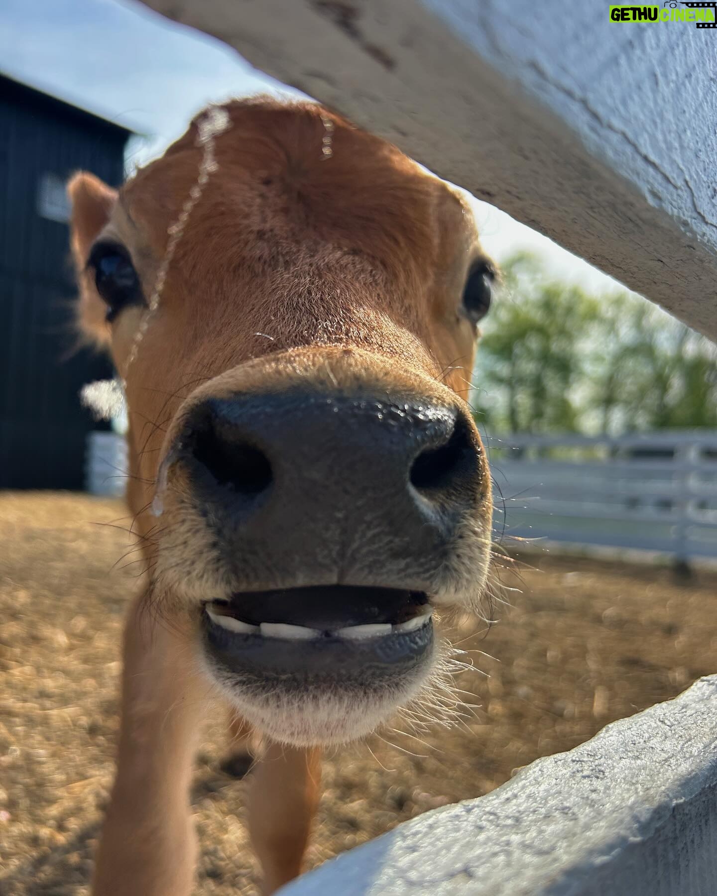 Peyton Elizabeth Lee Instagram - Happy little farm, happy little life