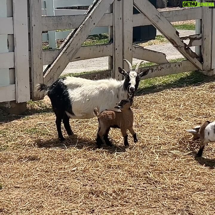 Peyton Elizabeth Lee Instagram - Happy little farm, happy little life