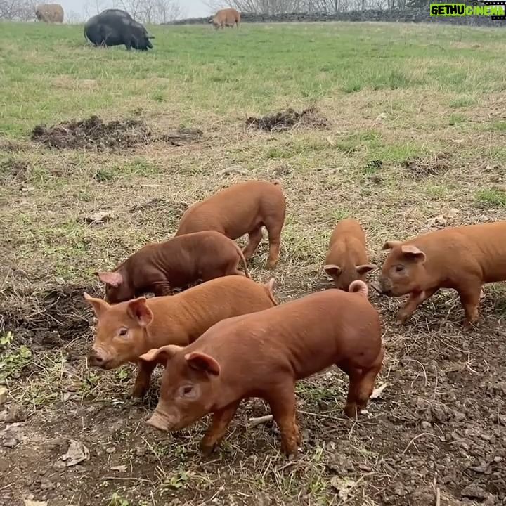 Peyton Elizabeth Lee Instagram - Happy little farm, happy little life