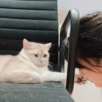 Ping-Ya Tai Instagram – 喵喵，如果你覺得備感威脅，請眨一隻眼
@mrmacmeow
