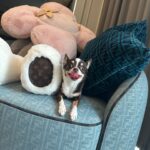 Pinyadar Salinvarradar Instagram - my happiness 👧🏻🐶💝