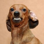 Ploi Horwang Instagram - when u think you’re cool but end up looking like a dachshund….