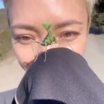 Pom Klementieff Instagram - I found a praying Mantis while on a hike 👽💚 #pomantis