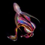 Pom Klementieff Instagram – 🐙 Blanket octopus 🎨🔮
📷 @magnuslundgrenphotography