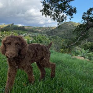 Portia de Rossi Instagram - Wallis in the wilderness. She was emaciated when we rescued her 3 weeks ago and now she’s a healthy poodle puppy @wagmorpets
