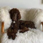 Portia de Rossi Instagram - Wallis the poodle #nationalrescueday