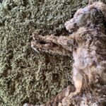 Portia de Rossi Instagram - Where’s Wallis? #standardpoodle #rescuedog @wagmorpets