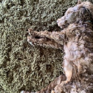 Portia de Rossi Instagram - Where’s Wallis? #standardpoodle #rescuedog @wagmorpets