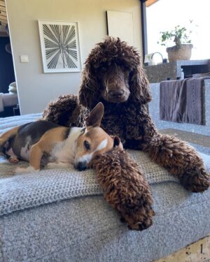 Portia de Rossi Instagram - We all need somebody to lean on