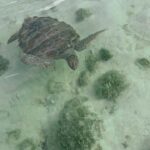 Pressley Hosbach Instagram - @earth ily EARTH