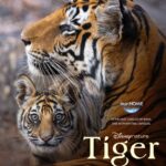 Priyanka Chopra Instagram - ‘Tiger’… a story that captures the wild and brings out everything that happens within it - tales of love, conflict, hunger, survival and so much more. In the bustling jungles of India, where creatures big and small, timid and majestic roam, there’s Ambar - a tiger with a timeless legacy. She cares for her cubs with so much ferocity that the beautiful bond between mother and child shines through so magnificently. This film was shot over 8 years following this amazing family. I had so much fun lending my voice to this incredible story and exploring the jungles through this film. I can’t wait for y’all to enjoy the jungle with us! ‘Tiger’ on your screens this Earth Day, 22nd April 🐅 @disneyplus #DisneyNature