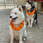 Priyanka Karki Instagram - कुकुर तिहार 🤍 Only love to all our fur babies 🖤 Snowie, Bella, Shadow and Cloud ⭐️🌙