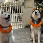 Priyanka Karki Instagram - कुकुर तिहार 🤍 Only love to all our fur babies 🖤 Snowie, Bella, Shadow and Cloud ⭐️🌙