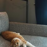 Puteri Aishah Instagram – my usual spot nak tgk tv, dah jadi tempat tidur dia. ish ish ish

#JonSnow #myJonJon #cat