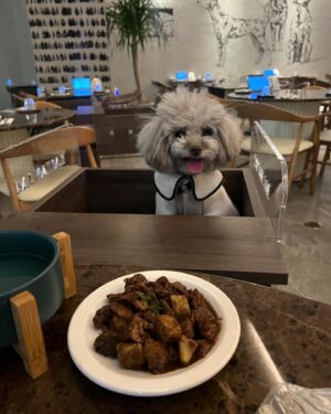 Qri Instagram - What‘s on the menu for dinner tonight? 🥘🐾