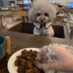 Qri Instagram - What‘s on the menu for dinner tonight? 🥘🐾