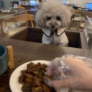 Qri Instagram - What‘s on the menu for dinner tonight? 🥘🐾