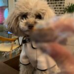 Qri Instagram - What‘s on the menu for dinner tonight? 🥘🐾