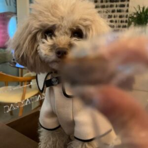 Qri Instagram - What‘s on the menu for dinner tonight? 🥘🐾