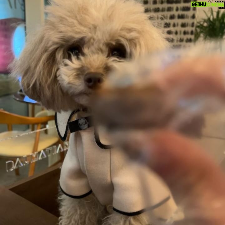 Qri - 3 Likes - What‘s on the menu for dinner tonight? 🥘🐾