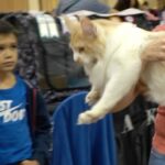 Quen Blackwell Instagram - CAMO WON HER FIRST CAT SHOW (and I made a documentary of it all on🤭OUT‼️NOW‼️)