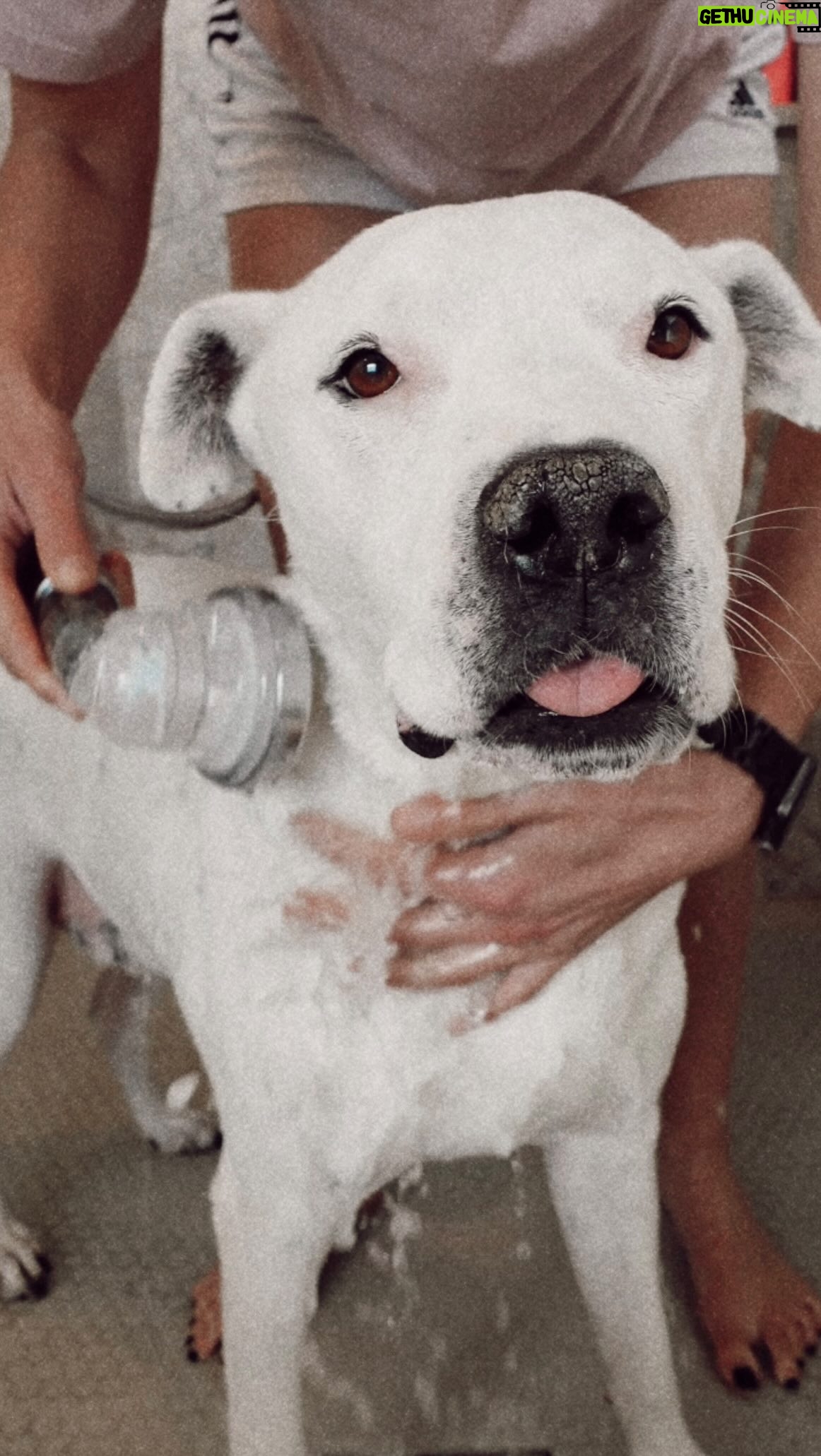 Rachel Ballinger Instagram - Bath time with my allergy boy 🐾