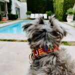 Rachel Hollis Instagram – At the beginning of this year Jeffrey was attacked by 3 big dogs. This is not something I knew could even happen to a dog in his own yard, but they got ahold of his neck and pulled him through the fence. 

It was horrific. They ripped out his throat, tearing everything but the single artery that kept him alive long enough to get into surgery. The doctors told us over and over that it was a miracle he lived— I have pictures of his wounds you wouldn’t believe any living creature could sustain. 

He had to go through months of healing and surgery after surgery but 8 months later he still here. He moves a little slower, gets a little more anxious—but he’s still here. I think our angels knew we couldn’t handle losing him too.

I wanted to share because 1. I’m so grateful to the team @austin_vet and I want to give them a shout out publicly. Jeff would not be alive without months and months of dedication by their incredible staff.

2. I keep hearing stories about smaller dogs getting attacked in places where their humans thought they were safe. At home, at dog parks, at doggy day care… not because some dogs are evil or bad but because all dogs are animals and sometimes they act like animals. This isn’t something I was ever aware of until Jeffrey got hurt and I thought maybe sharing the story would help some of you to be conscious of it when you’re out with your fur baby. 🤟🏻