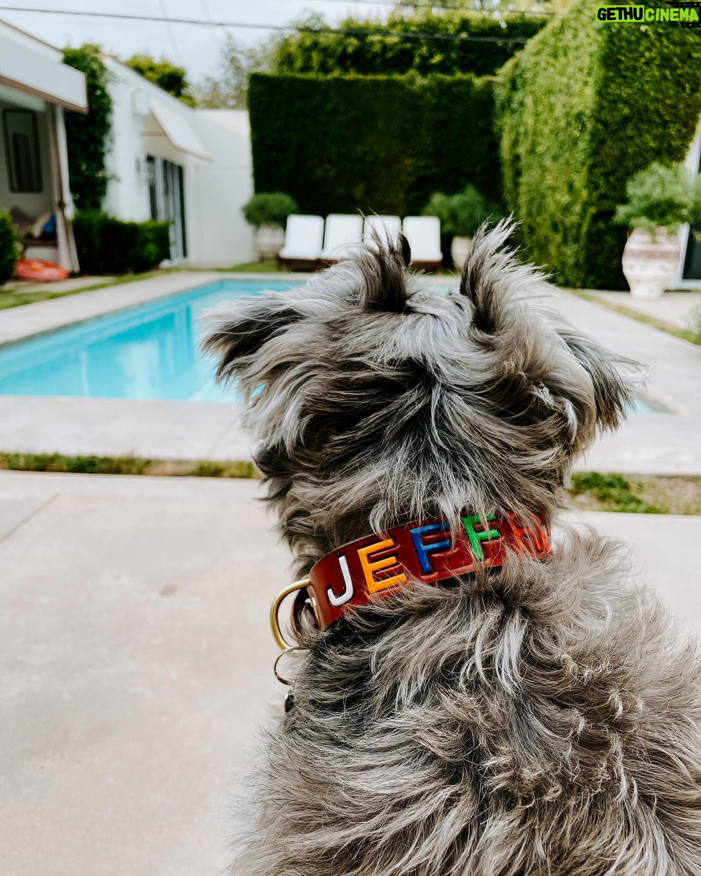 Rachel Hollis Instagram - At the beginning of this year Jeffrey was attacked by 3 big dogs. This is not something I knew could even happen to a dog in his own yard, but they got ahold of his neck and pulled him through the fence. It was horrific. They ripped out his throat, tearing everything but the single artery that kept him alive long enough to get into surgery. The doctors told us over and over that it was a miracle he lived— I have pictures of his wounds you wouldn’t believe any living creature could sustain. He had to go through months of healing and surgery after surgery but 8 months later he still here. He moves a little slower, gets a little more anxious—but he’s still here. I think our angels knew we couldn’t handle losing him too. I wanted to share because 1. I’m so grateful to the team @austin_vet and I want to give them a shout out publicly. Jeff would not be alive without months and months of dedication by their incredible staff. 2. I keep hearing stories about smaller dogs getting attacked in places where their humans thought they were safe. At home, at dog parks, at doggy day care… not because some dogs are evil or bad but because all dogs are animals and sometimes they act like animals. This isn’t something I was ever aware of until Jeffrey got hurt and I thought maybe sharing the story would help some of you to be conscious of it when you’re out with your fur baby. 🤟🏻