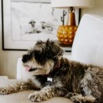 Rachel Hollis Instagram – At the beginning of this year Jeffrey was attacked by 3 big dogs. This is not something I knew could even happen to a dog in his own yard, but they got ahold of his neck and pulled him through the fence. 

It was horrific. They ripped out his throat, tearing everything but the single artery that kept him alive long enough to get into surgery. The doctors told us over and over that it was a miracle he lived— I have pictures of his wounds you wouldn’t believe any living creature could sustain. 

He had to go through months of healing and surgery after surgery but 8 months later he still here. He moves a little slower, gets a little more anxious—but he’s still here. I think our angels knew we couldn’t handle losing him too.

I wanted to share because 1. I’m so grateful to the team @austin_vet and I want to give them a shout out publicly. Jeff would not be alive without months and months of dedication by their incredible staff.

2. I keep hearing stories about smaller dogs getting attacked in places where their humans thought they were safe. At home, at dog parks, at doggy day care… not because some dogs are evil or bad but because all dogs are animals and sometimes they act like animals. This isn’t something I was ever aware of until Jeffrey got hurt and I thought maybe sharing the story would help some of you to be conscious of it when you’re out with your fur baby. 🤟🏻
