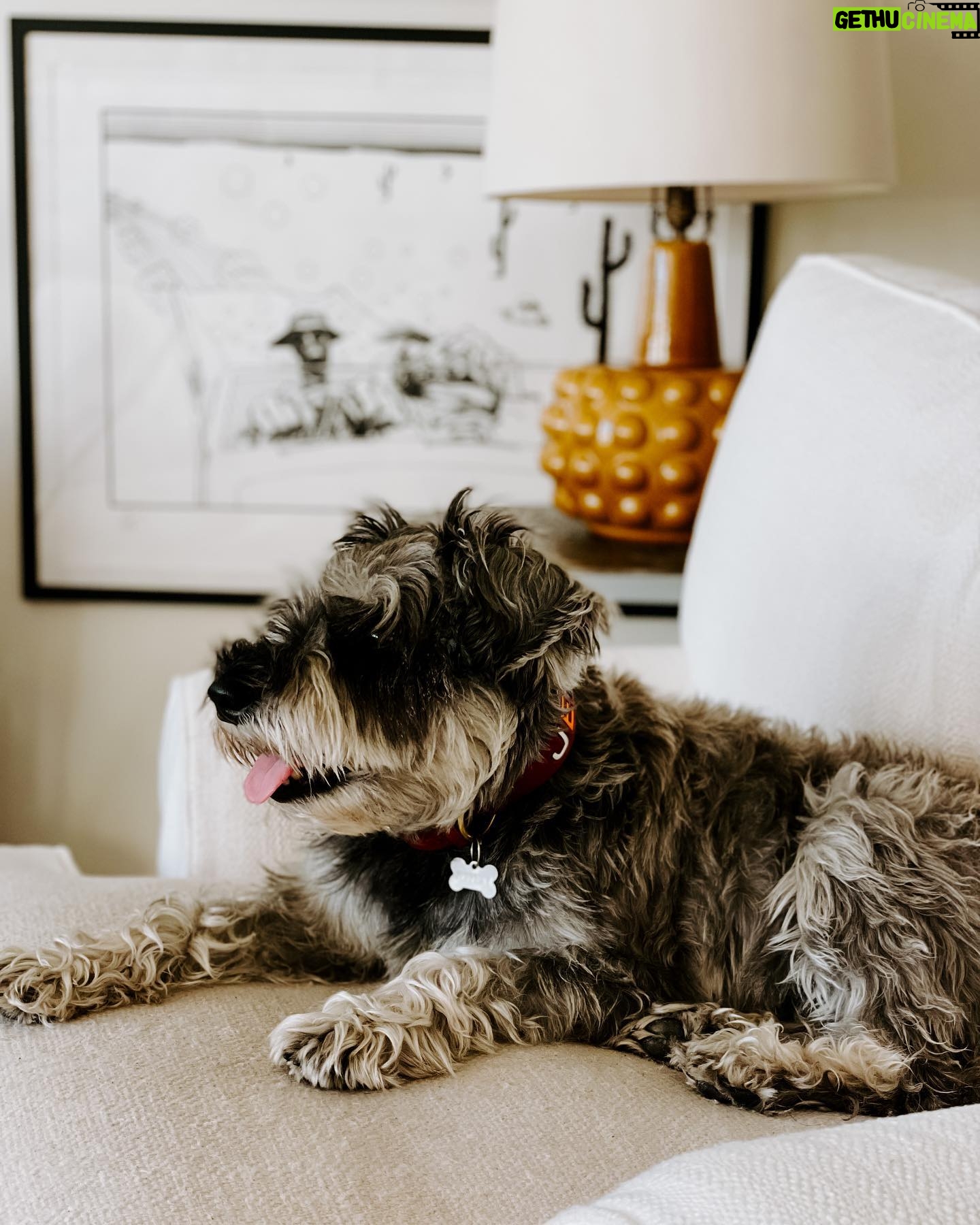 Rachel Hollis Instagram - At the beginning of this year Jeffrey was attacked by 3 big dogs. This is not something I knew could even happen to a dog in his own yard, but they got ahold of his neck and pulled him through the fence. It was horrific. They ripped out his throat, tearing everything but the single artery that kept him alive long enough to get into surgery. The doctors told us over and over that it was a miracle he lived— I have pictures of his wounds you wouldn’t believe any living creature could sustain. He had to go through months of healing and surgery after surgery but 8 months later he still here. He moves a little slower, gets a little more anxious—but he’s still here. I think our angels knew we couldn’t handle losing him too. I wanted to share because 1. I’m so grateful to the team @austin_vet and I want to give them a shout out publicly. Jeff would not be alive without months and months of dedication by their incredible staff. 2. I keep hearing stories about smaller dogs getting attacked in places where their humans thought they were safe. At home, at dog parks, at doggy day care… not because some dogs are evil or bad but because all dogs are animals and sometimes they act like animals. This isn’t something I was ever aware of until Jeffrey got hurt and I thought maybe sharing the story would help some of you to be conscious of it when you’re out with your fur baby. 🤟🏻