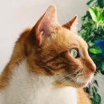Rafaela Ferreira Instagram – Curiosidade sobre o gato Haroldo! ❤️
Alguém aqui já sabia ou conhece esse desenho?!