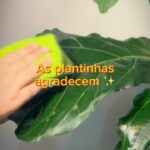 Rafaela Ferreira Instagram – As plantinhas agradecem! 🪴✨

Um paninho com água já resolve tudo. ❤️