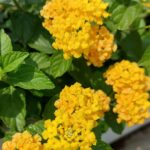Rafiath Rashid Mithila Instagram - বসন্ত 🌼🏵️🌺