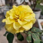 Rafiath Rashid Mithila Instagram - বসন্ত 🌼🏵️🌺