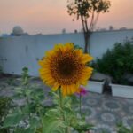 Rafiath Rashid Mithila Instagram – The very first sunflower of my garden 🌻