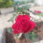 Rafiath Rashid Mithila Instagram - Where smiles are fake Eyes are full of lies You go about your life Overlooking the nitty-gritty. They'll try to clutter your name With their nasty, loosing game Oblivious of the truth that They only get your pity. You don’t let it take a toll While you water your soul the cruelty unfathomed With love and empathy. Twirling around in search Embracing your denials much You create your own soul-mates in a soul-less city. ~ Rafiath Rashid Mithila #winterflowers #soulmates #gardenlove #gardening #poemoftheday #instapoem #instapoet #poemoninstagram