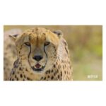 Rashida Jones Instagram – I love Animal!! Honored to be part of this beautiful and informative show. I narrate Big Cats which delves deep into the life of these dangerous, beautiful & majestic creatures. Streaming now on @netflix!