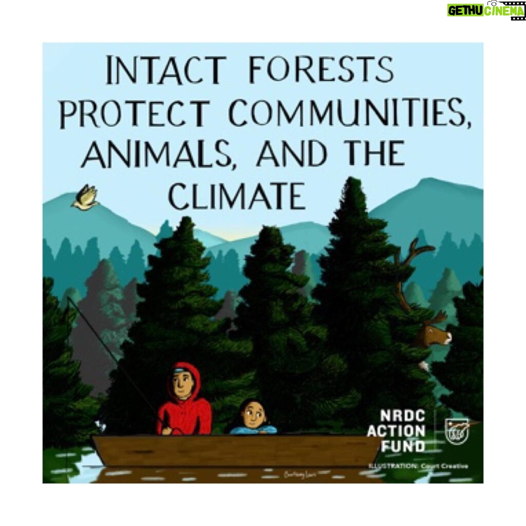 Rashida Jones Instagram - Industrial clearcutting is destroying carbon-rich forests across the globe - violating Indigenous rights and accelerating climate catastrophe. With only 20% of Earth’s intact forests remaining (!!!), we seriously CANNOT afford to destroy the irreplaceable ecosystems we have left. These forests create oxygen for the entire planet. Join me and @nrdc_action in calling on California Senators to vote #YesOnAB416 today. This will help ensure that California doesn’t buy products that contribute to forest destruction in climate-critical tropical and boreal regions. Link in my Story.
