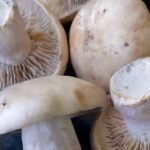 Raven-Symoné Instagram - Love a champignon🍄 #signoshealth everyday we get a little smarter.